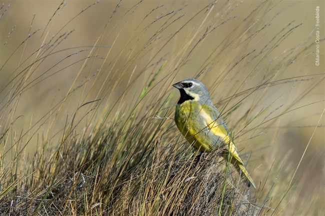 Image title Image description